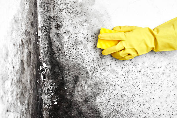 Best Crawl Space Mold Removal  in Itta Bena, MS