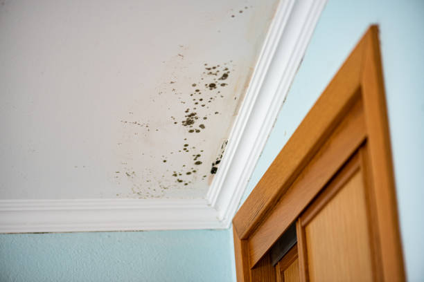 Best Residential Mold Removal  in Itta Bena, MS