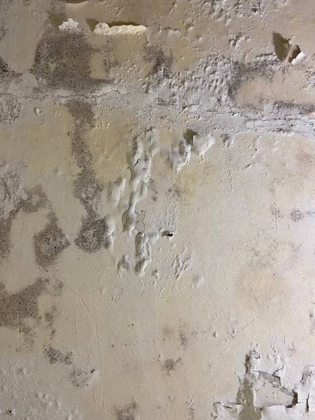 Mold Removal Process in Itta Bena, MS