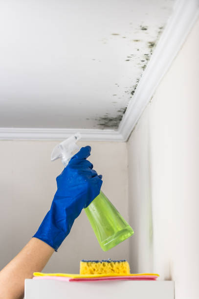 Best Best Mold Removal Companies  in Itta Bena, MS